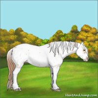 Horse Color:Red Dun Sabino 
