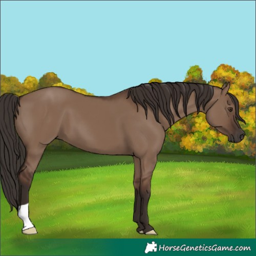 Horse Color:Liver Red Dun 
