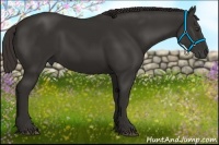 Horse Color:Liver Chestnut Frame 