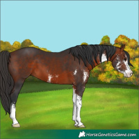 Horse Color:Bay Sabino 