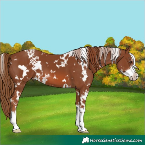 Horse Color:White Spotted Chestnut Sabino 