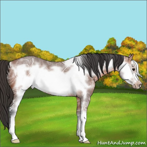Horse Color:Bay Ice Roan Sabino Frame 