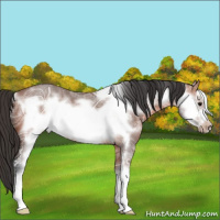 Horse Color:Bay Ice Roan Sabino Frame 