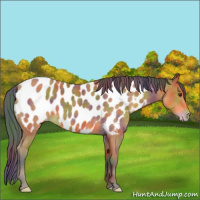 Horse Color:Nacre Buckskin Appaloosa 
