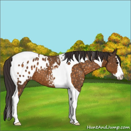 Horse Color:Buckskin Splash Tobiano Blanket 