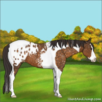 Horse Color:Buckskin Splash Tobiano Blanket 
