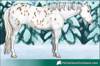 Horse Color:Chocolate Palomino Splash Blanket 