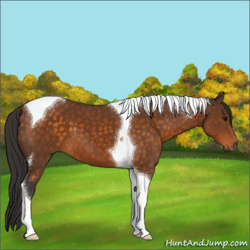 Horse Color:Buckskin Tobiano