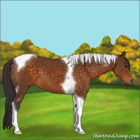 Horse Color:Buckskin Tobiano 