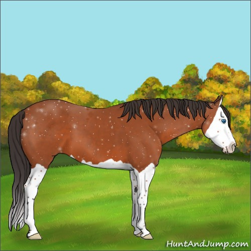 Horse Color:Brown Splash