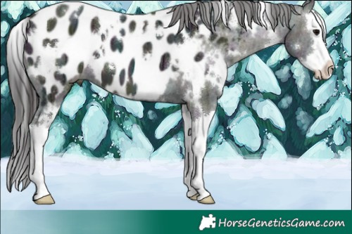 Horse Color:White Spotted Midnight Brown Ice Splash Appaloosa 