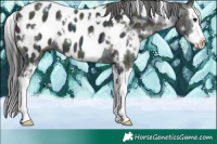 Horse Color:White Spotted Midnight Brown Ice Splash Appaloosa 