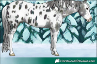 Horse Color:White Spotted Midnight Brown Ice Splash Appaloosa 