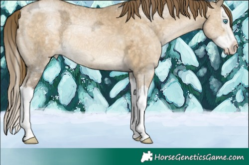 Horse Color:Buckskin Ice Pearl Splash