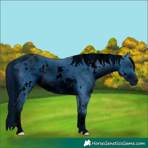 Horse Color:ERROR: UNKNOWN ANOMALY