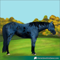 Horse Color:ERROR: UNKNOWN ANOMALY