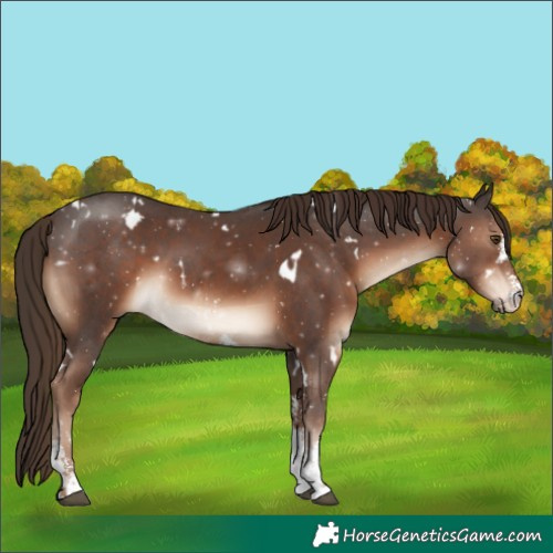 Horse Color:White Spotted Liver Chestnut Sabino