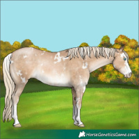 Horse Color:White Spotted Chocolate Palomino Pearl Sabino 