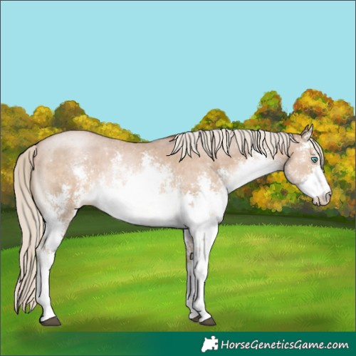 Horse Color:White Spotted Chocolate Palomino Pearl Sabino