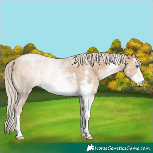 Horse Color:White Spotted Chocolate Palomino Pearl Sabino 
