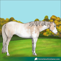 Horse Color:White Spotted Chocolate Palomino Pearl Sabino