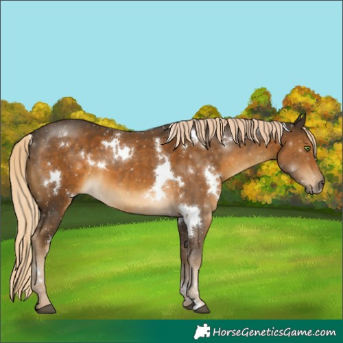 Horse Color:White Spotted Chocolate Palomino
