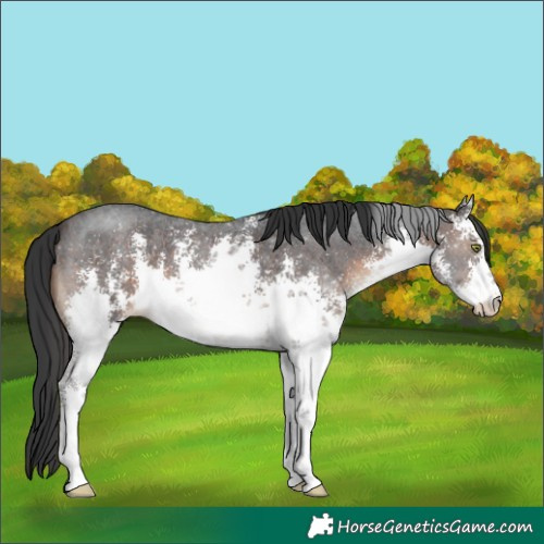 Horse Color:White Spotted Brown Sabino 