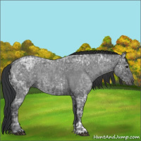 Horse Color:Blue Ice Roan  and Blue Ice Roan 