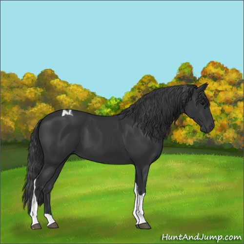 Horse Color:Black Tobiano 