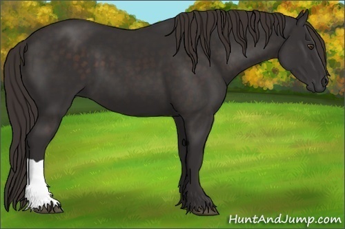 Horse Color:Liver Chestnut Frame 