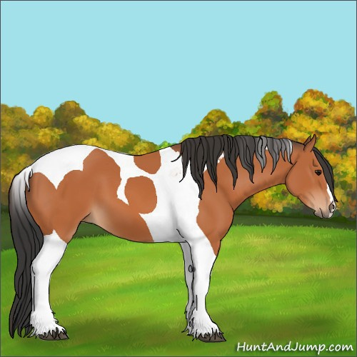 Horse Color:Bay Tobiano 