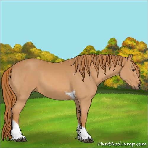 Horse Color:Chestnut Tobiano