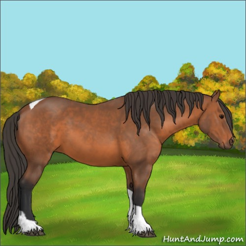 Horse Color:Bay Tobiano 