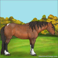 Horse Color:Bay Tobiano 