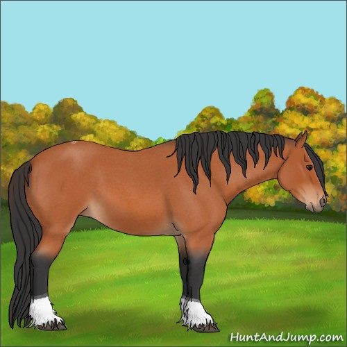 Horse Color:Bay Roan Tobiano 