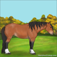 Horse Color:Bay Roan Tobiano
