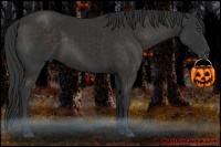 Horse Color:Liver Chestnut Frame 