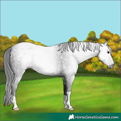 Horse Color:Gray Black