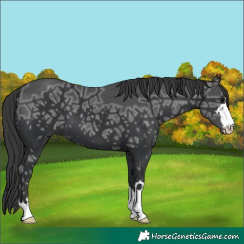 Horse Color:Black Ice