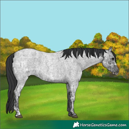 Horse Color:Blue Ice Roan  and Blue Ice Roan 