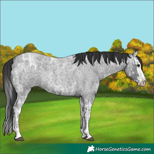 Horse Color:Blue Ice Roan  and Blue Ice Roan Splash 