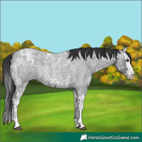 Horse Color:Blue Ice Roan  and Blue Ice Roan Splash 