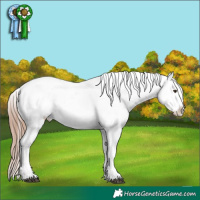 Horse Color:Liver Chestnut Appaloosa 