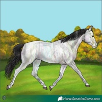 Horse Color:Brown Ice Roan  and Blue Ice Roan Tobiano 
