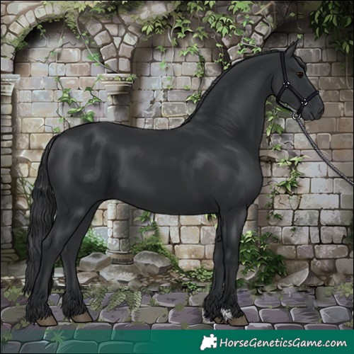 Horse Color:Black 