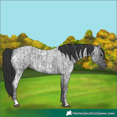 Horse Color:Blue Ice Roan  and Blue Ice Roan Rabicano 
