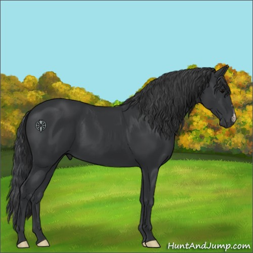Horse Color:Black 