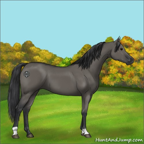 Horse Color:Grullo 