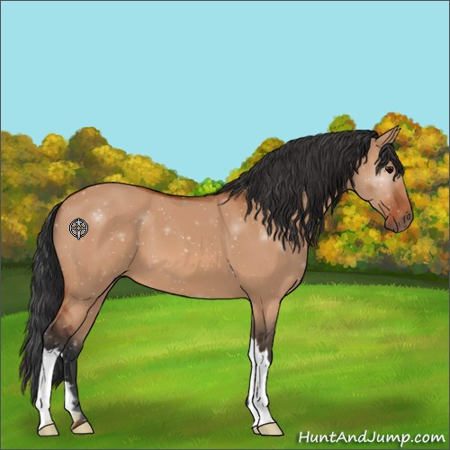 Horse Color:Bay Dun 
