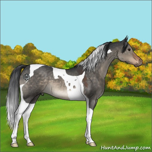 Horse Color:Brown Roan Dun Tobiano 
